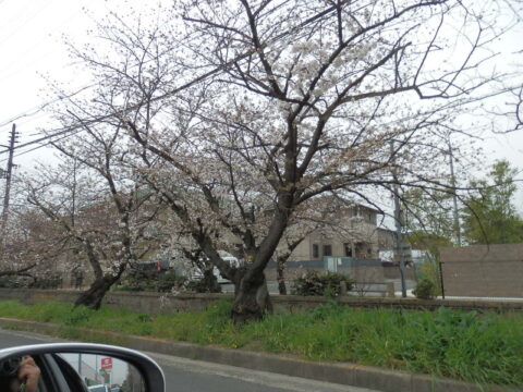 玉串川桜並木