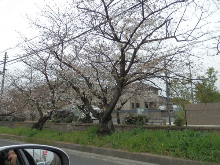 玉串川の桜並木